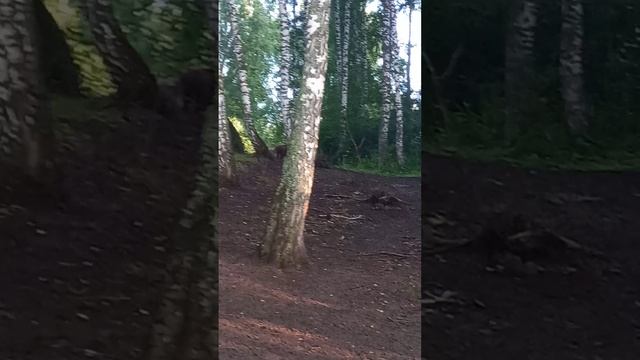вечерняя пойка