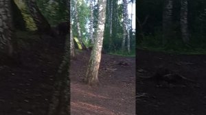 вечерняя пойка
