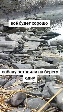 собака вся трясется на берегу оставили одну