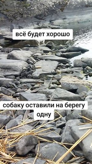 собака вся трясется на берегу оставили одну
