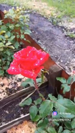 Невероятный запах