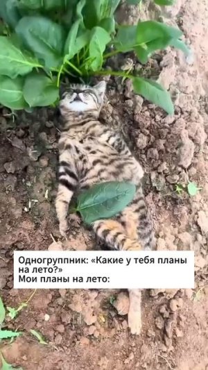 Все ваши планы на лето сбудутся ❤️