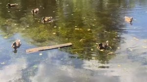 Вот такие дикие утки живут в пруду у нас на даче