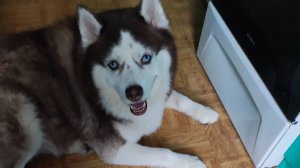 Мои питомцы. Анастасия Новикова