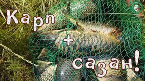 В КАМЫШАХ ЗАБАБАХ НЕРЕАЛЬНО ВЫТАЩИТЬ! УДОЧКА В ДУГУ,  ЛЕСКА ЗВЕНИТ, ЭТОГО КУЗЬМУ Я ВОЗЬМУ, КАЗАХСТАН