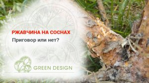 Ржавчина на соснах: приговор или нет?