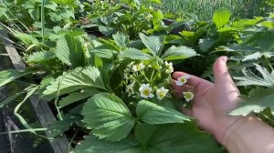 🌱 СПАСИТЕ КЛУБНИКУ ОТ ДОЛГОНОСИКА! Этот способ работает на 100% – проверено!
