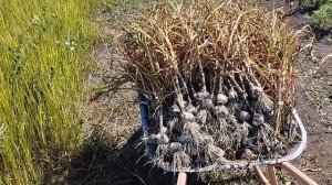 Уборка чеснока в 2025 году.