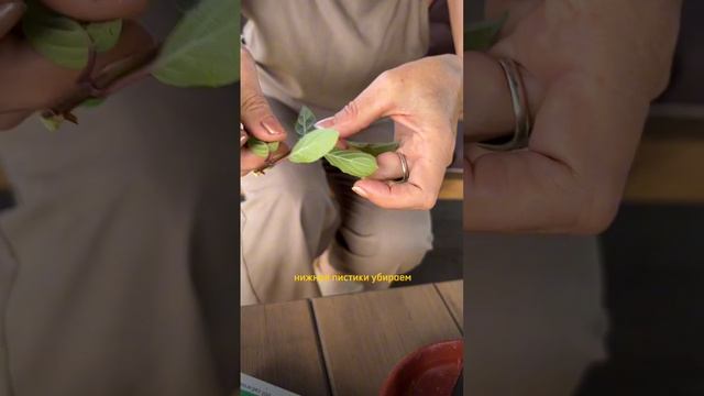 Летнее черенкование!