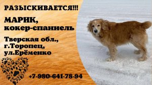 Пропала собака! МАРИК. Кокер-спаниель. Тверская обл,  г. Торопец