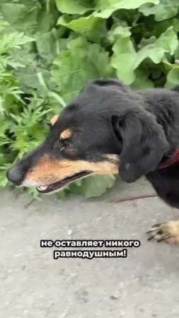Пережил предательство и ждет любящую семью! | Барри