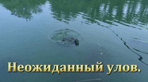 Неожиданный улов