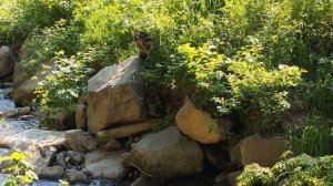 Природа. Цветы. Лес. Музыка для йоги. Видео для медитации. Релакс видео.