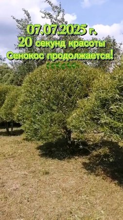 20 СЕКУНД КРАСОТЫ - ИВА КУДРЯВАЯ! СЕНОКОС ИДЁТ СВОИМ ЧЕРЕДОМ! #сенокос #ива #природа #красотаприроды