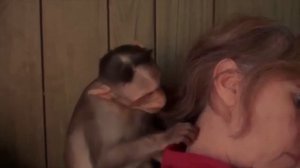 ASMR Monkey