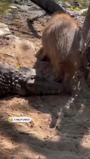 У капибар не существует врагов😄
