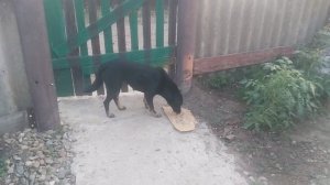 Черная собака дворняга среднего размера с короткой черной шерстью.