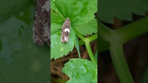 Вертунья почковая, или почковая листовёртка (Spilonota ocellana)