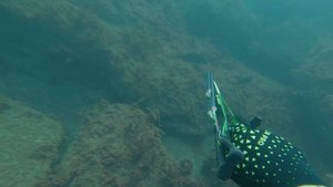 Горбыли / Подводная охота