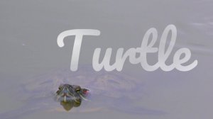 Turtle