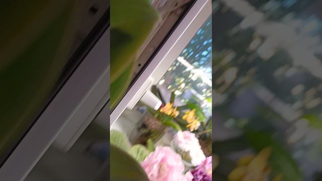 купила новые орхидеи мультики ☺🥰какие же они милые а!