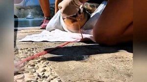 Черепахи подвергаються пыткам из за пластиковых отходов 😱