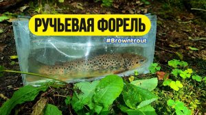 | Микро речка | Трудовая форель |