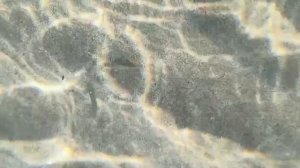 Наши маленькие обитатели подводного мира🌊☀️
