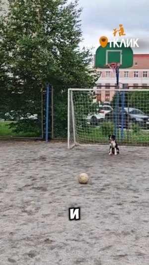 Совместные игры с собакой