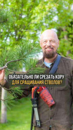 Обязательно ли срезать кору для сращивания стволов? #ниваки