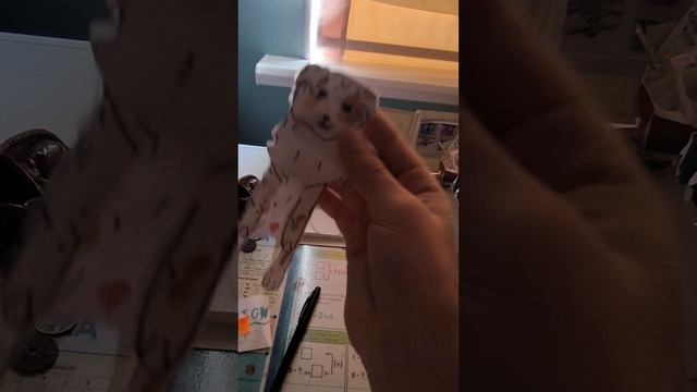 Новая собака??