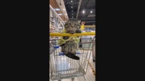 Смешные Коты #14