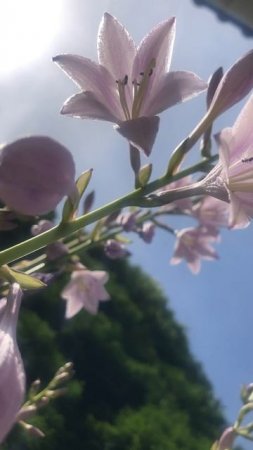 Как цветет хоста