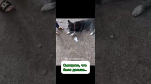 Нашли собаку .