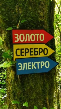 турики в лесу Геленджика #туризм