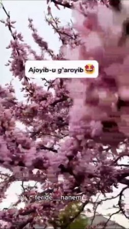 export_7841457512050745821.mp4