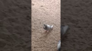 новый голубь попал в кадр
