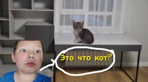 Короче говоря мне купили кота