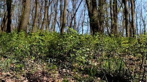 ПРОГУЛКА В ЛЕСУ 99jjj