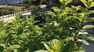 Замульчировала цветник🌺 самая ранняя гортензия в моём саду Петит Стар🌺