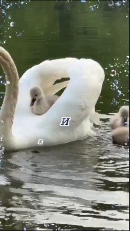 день семьи