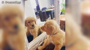 Комичные коты и псы