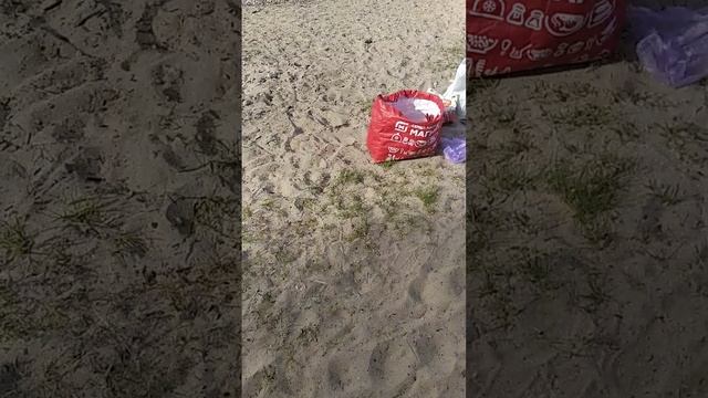 Байкальская мышь в пакете 😂))
