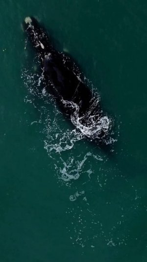 Невероятное зрелище 🐋