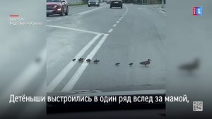 Милота на дороге в Тарко-Сале