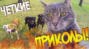 ТОП приколов с животными САМЫЕ ЗАБАВНЫЕ ЖИВОТНЫЕ
