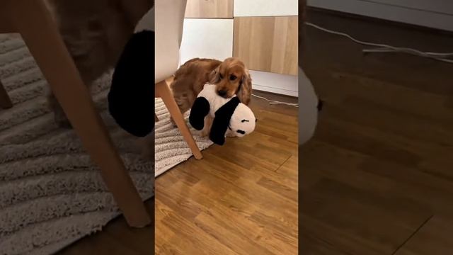 Животные приколы и не только