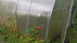 8 июля вторник. Обещают грозу...