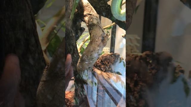 Змеи Ленинградского зоопарка. #17. Носатый полоз Буланже( Gonyosoma boulengeri)