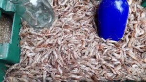 Геническ Какая у нас бывает рыбка весной? Азовское море